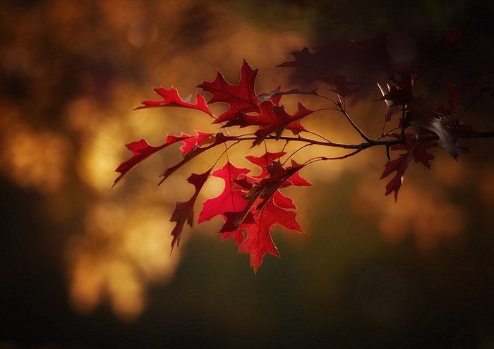 Maple Leaves Leaves Fall Color Autumn Colorful 
